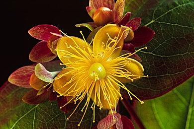 《节奏光剑》Skrillex曲包上线 8首歌曲合集仅售60元