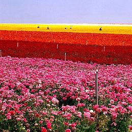 微软：10年时间足以让索尼开发一款抗衡《COD》的游戏